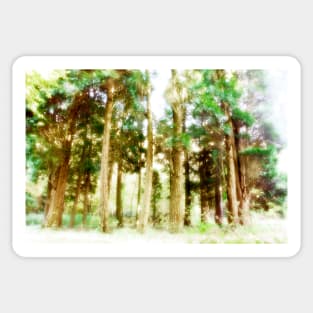 Pine Tree Grove Sticker